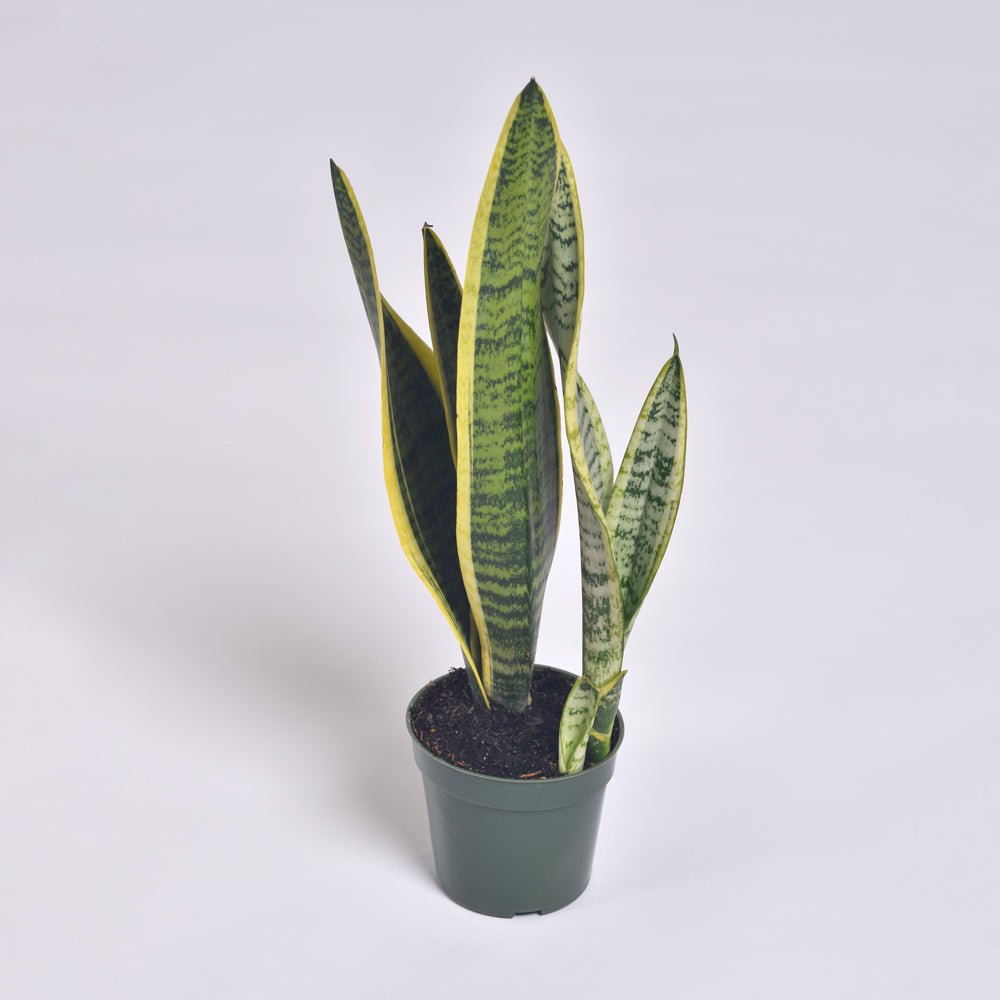 Variegated Golden Edge Sansevieria Snake Plant (Laurentii) - Cheeky Garden