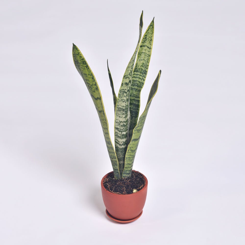 Variegated Golden Edge Sansevieria Snake Plant (Laurentii) - Cheeky Garden