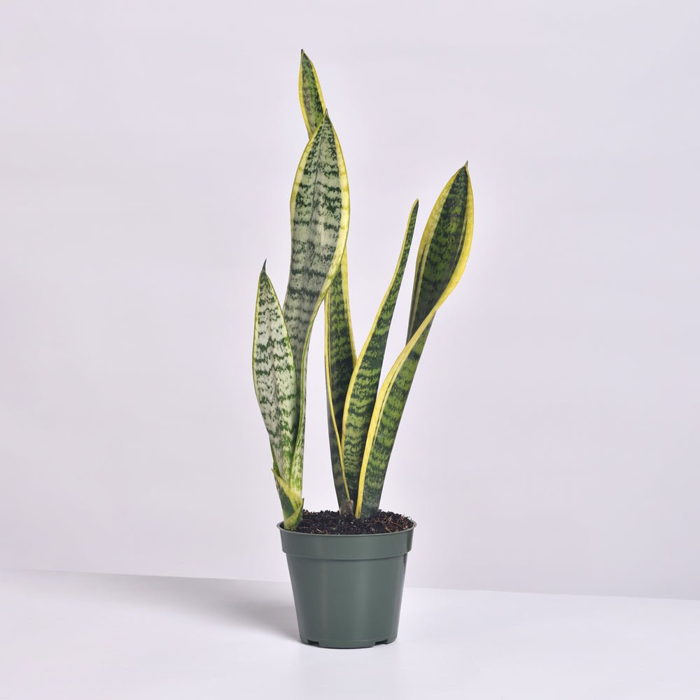 Variegated Golden Edge Sansevieria Snake Plant (Laurentii) - Cheeky Garden