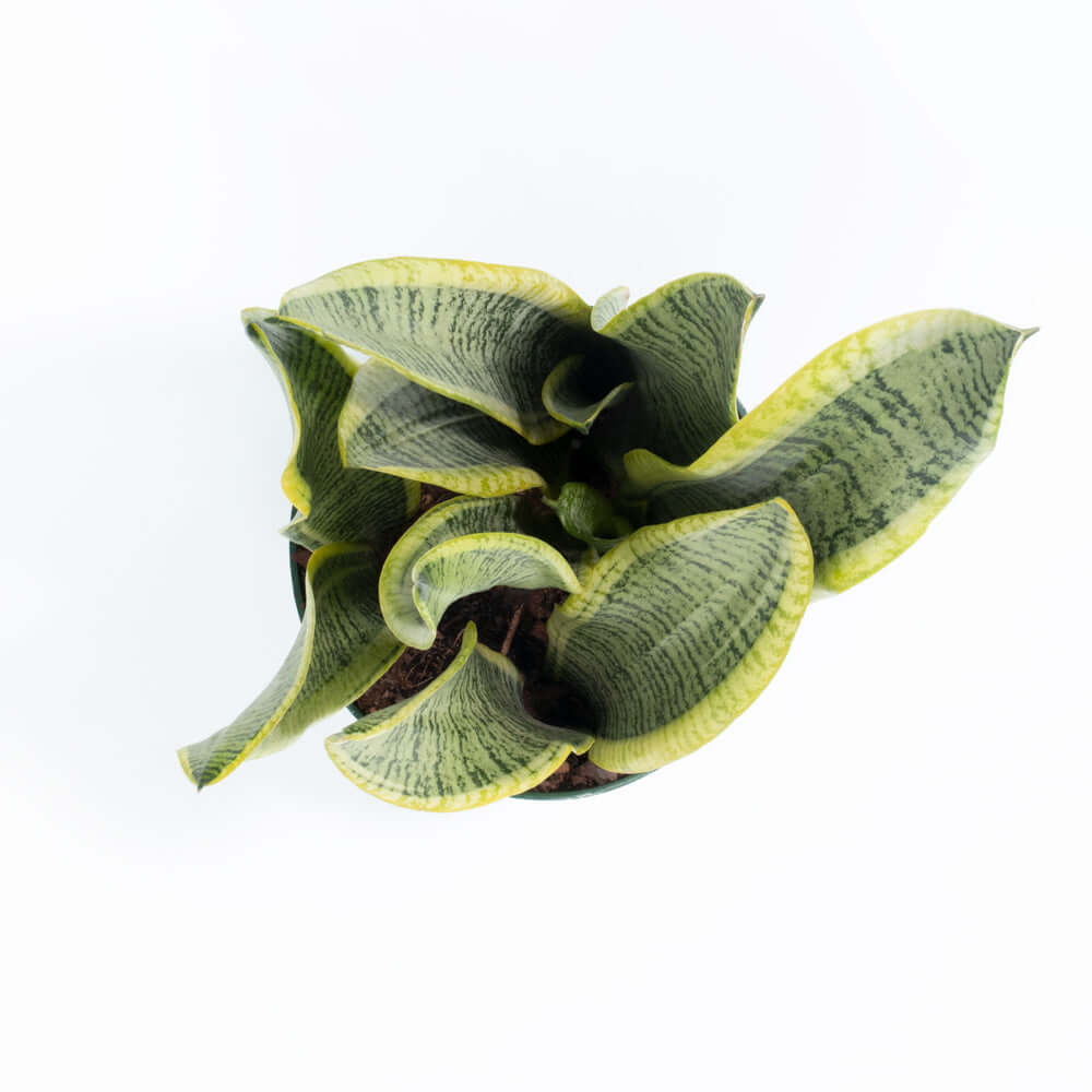 Variegated Golden Edge Sansevieria Snake Plant (Laurentii) - Cheeky Garden