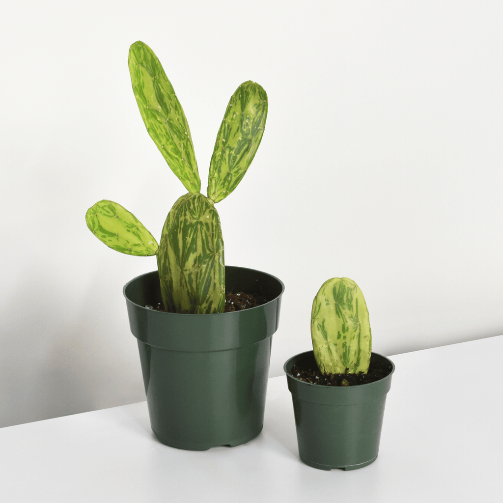 Variegated Opuntia Prickly Pear Cactus - Cheeky Garden