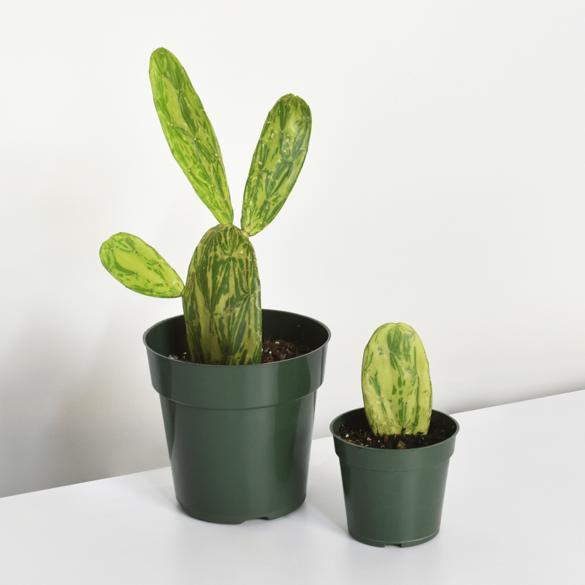 Variegated Opuntia Prickly Pear Cactus - Cheeky Garden