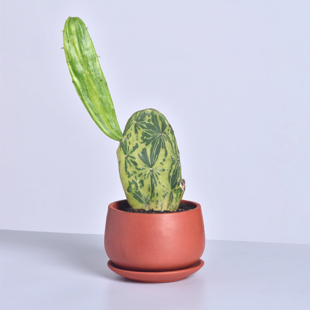 Variegated Opuntia Prickly Pear Cactus - Cheeky Garden