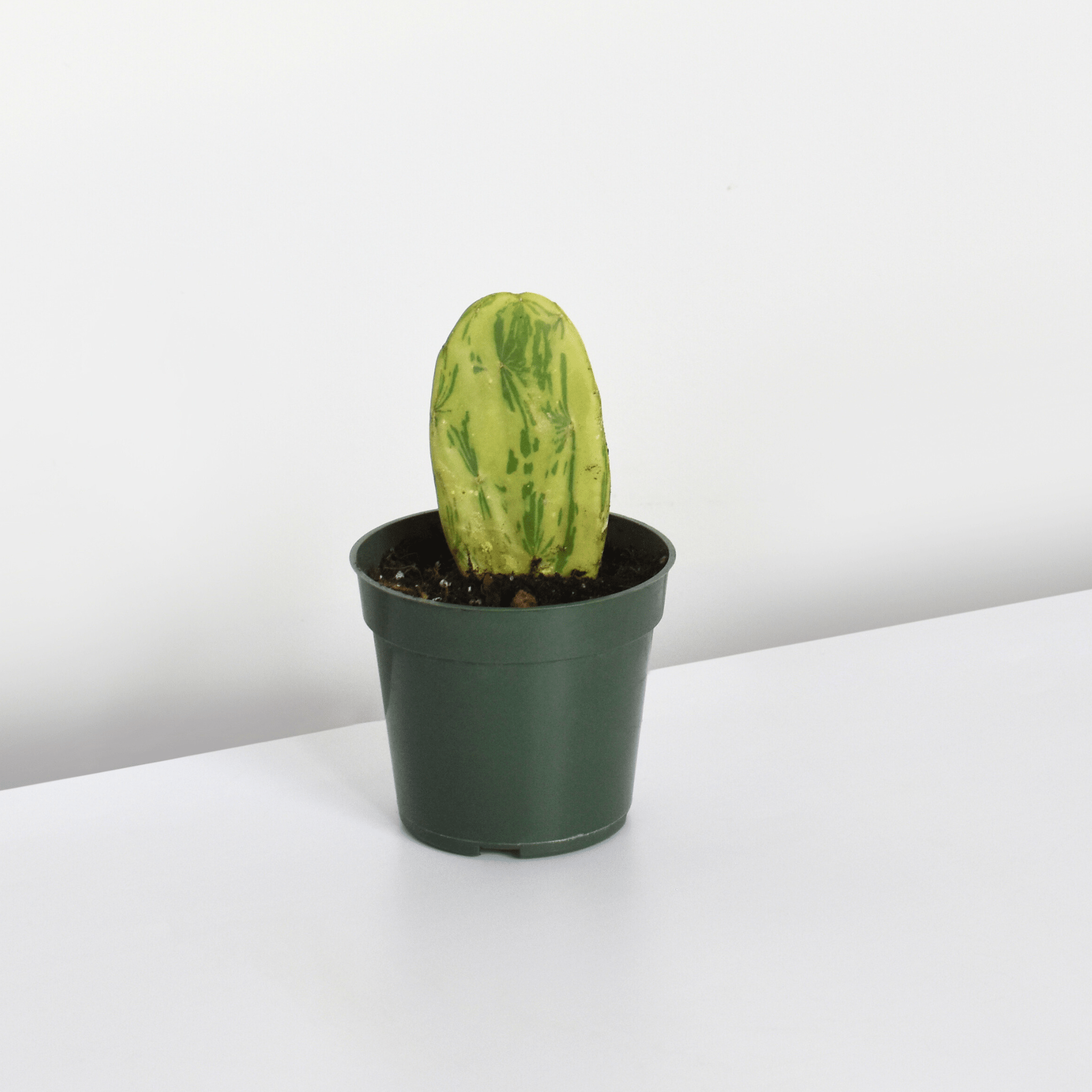 Variegated Opuntia Prickly Pear Cactus - Cheeky Garden