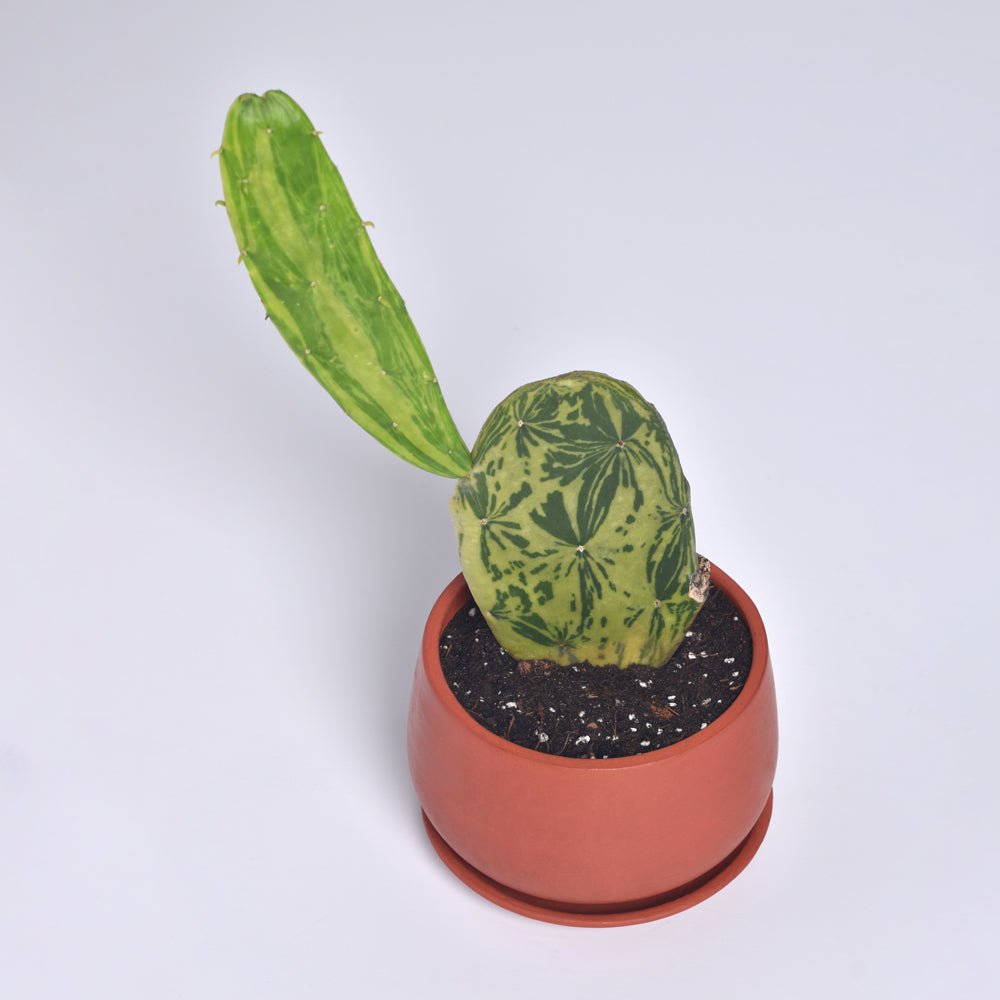 Variegated Opuntia Prickly Pear Cactus - Cheeky Garden
