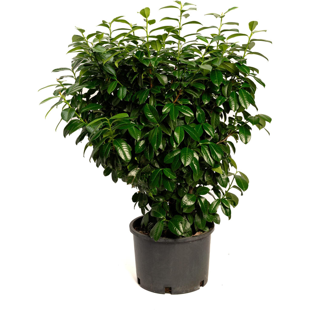Volcano Cherry Laurel - Cheeky Garden