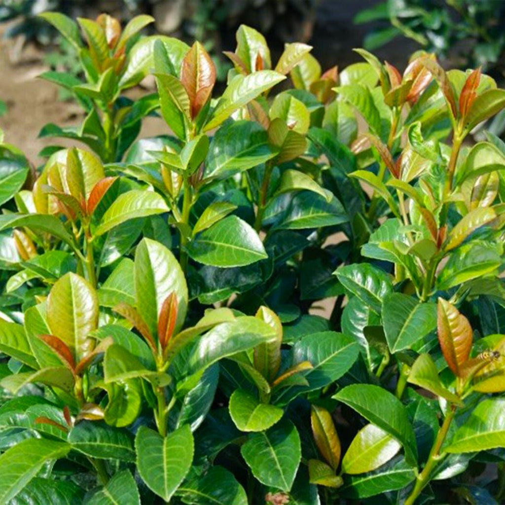 Volcano Cherry Laurel - Cheeky Garden