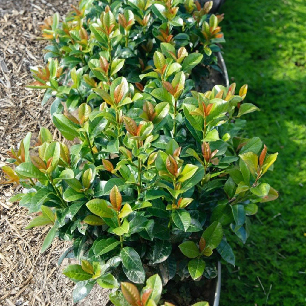 Volcano Cherry Laurel - Cheeky Garden