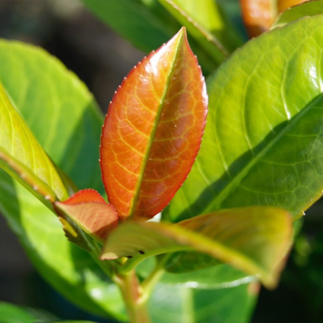 Volcano Cherry Laurel - Cheeky Garden