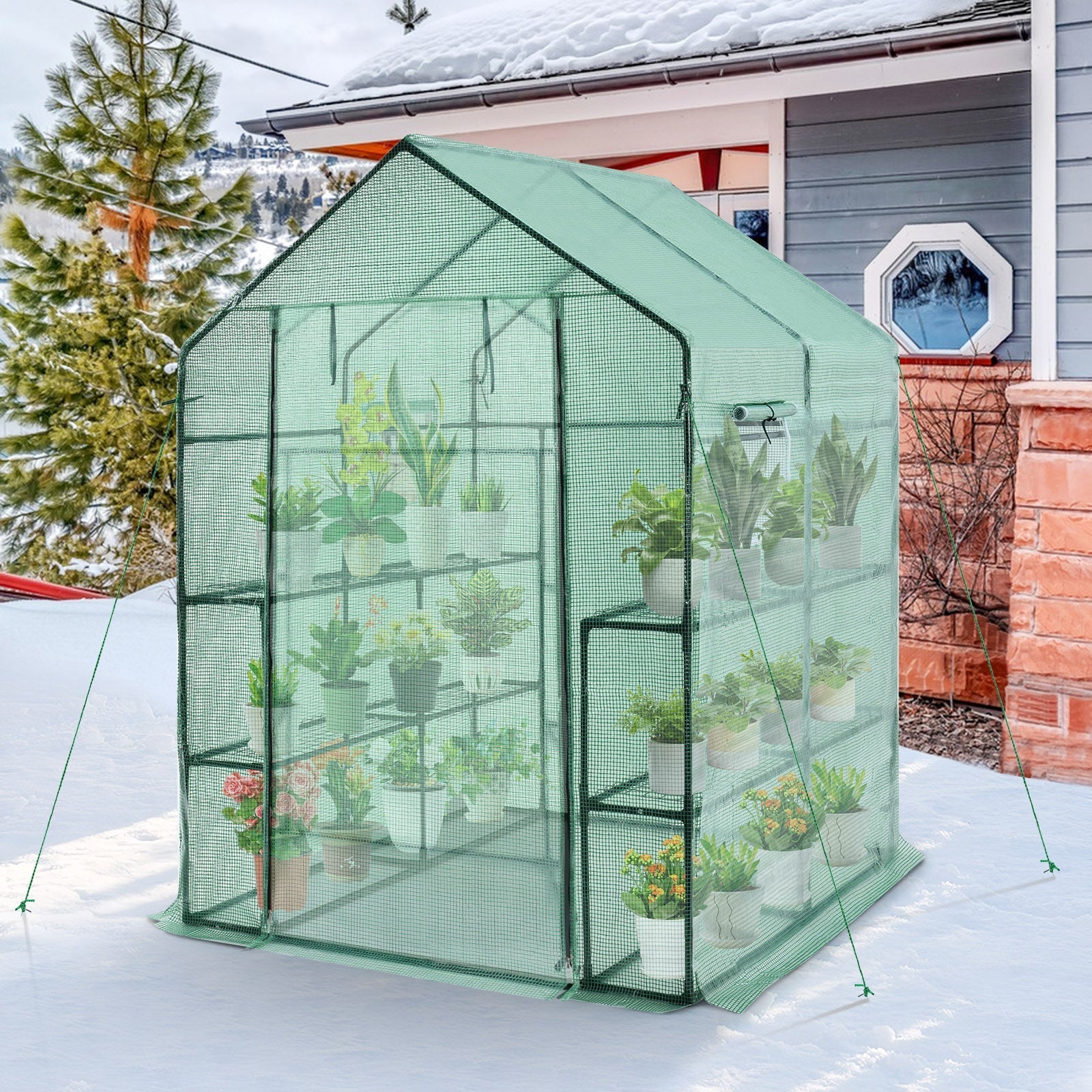 Walk-in Greenhouse 56 x 56 x 77 Inch Gardening with Observation Windows - Cheeky Garden