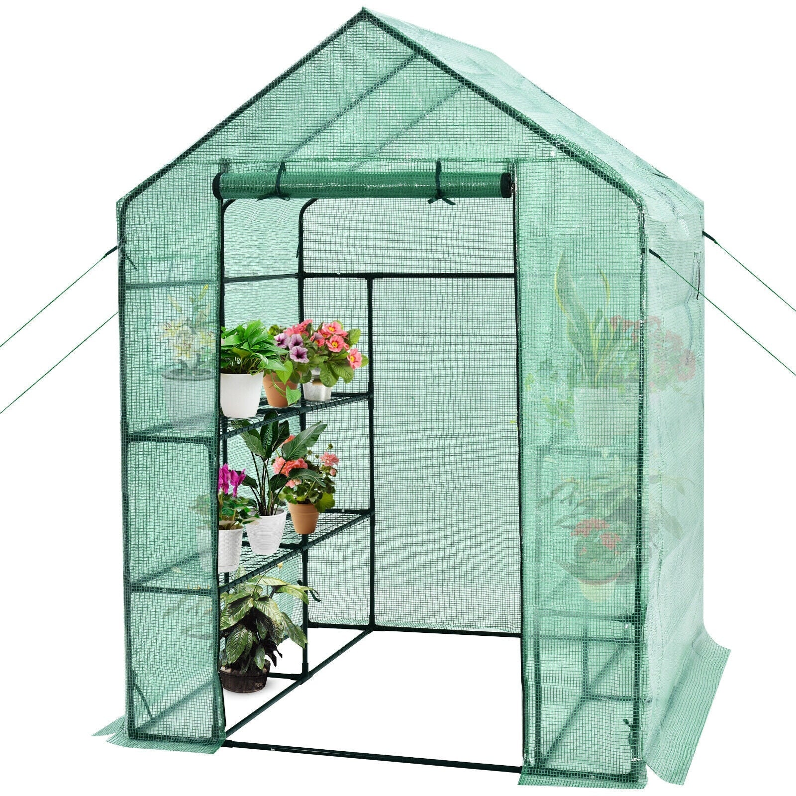 Walk-in Greenhouse 56 x 56 x 77 Inch Gardening with Observation Windows - Cheeky Garden