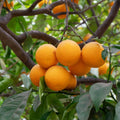 Washington Navel Orange Tree - Cheeky Garden