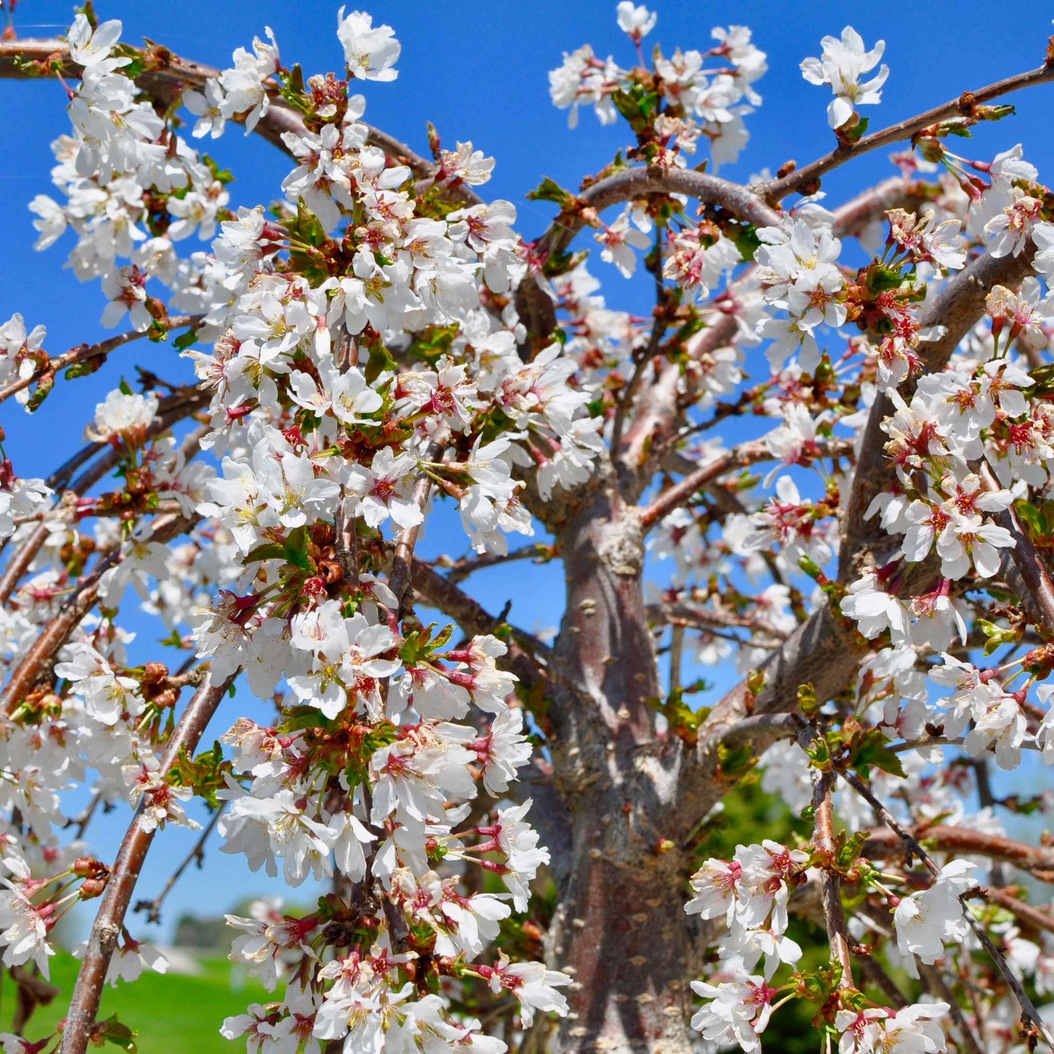 Weeping Yoshino Flowering Cherry Tree - Cheeky Garden