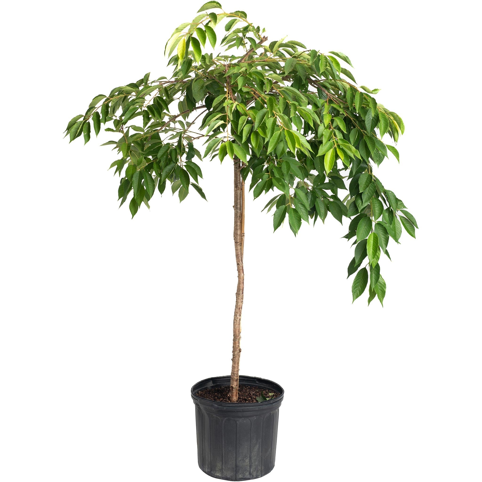 Weeping Yoshino Flowering Cherry Tree - Cheeky Garden