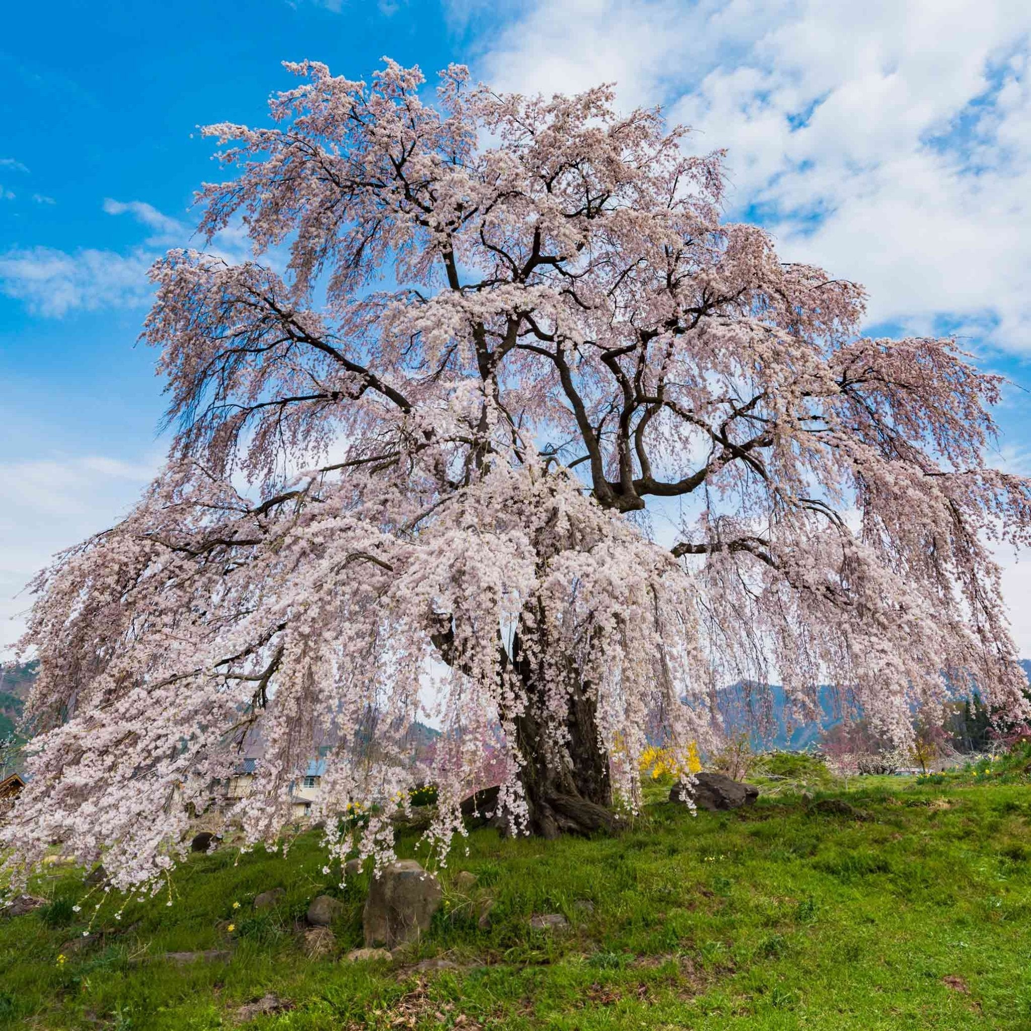 Weeping Yoshino Flowering Cherry Tree - Cheeky Garden