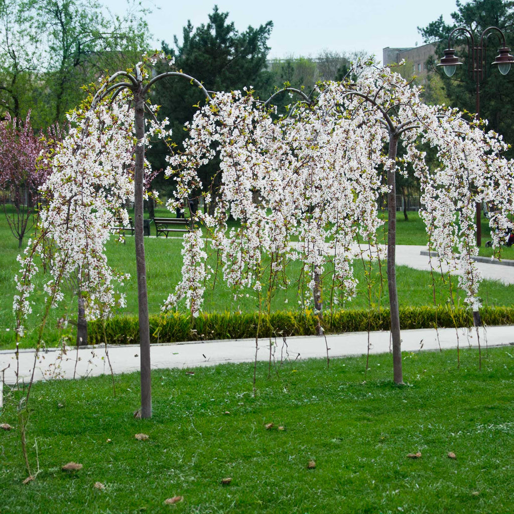Weeping Yoshino Flowering Cherry Tree - Cheeky Garden