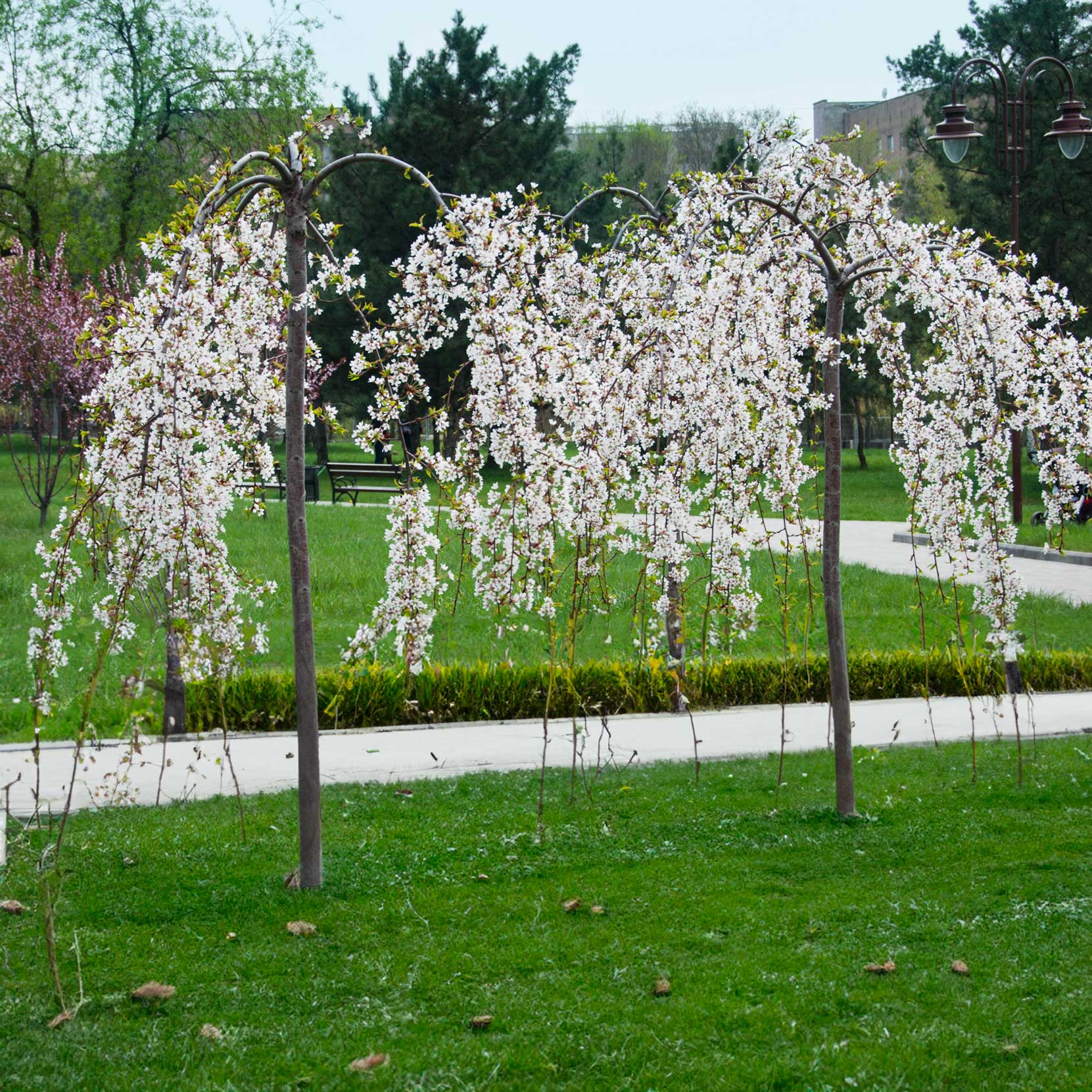 Weeping Yoshino Flowering Cherry Tree - Cheeky Garden