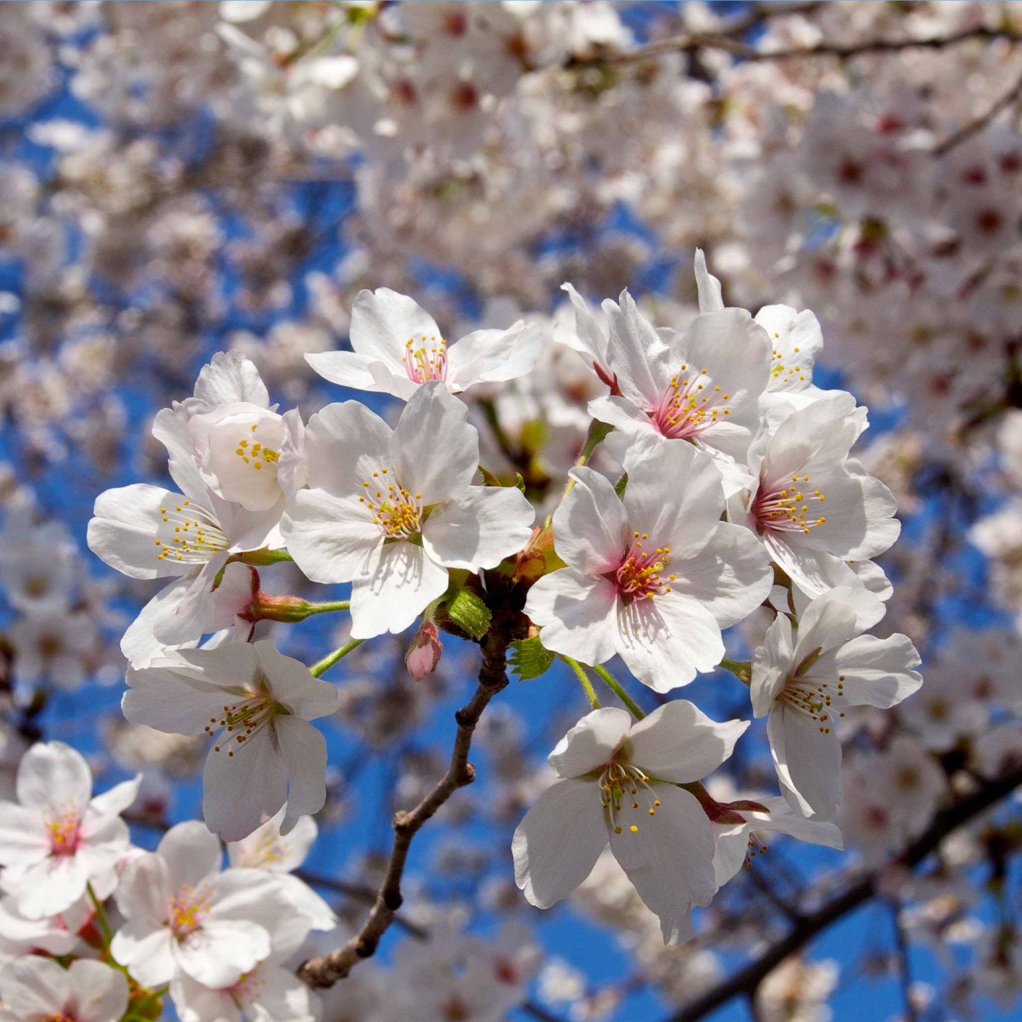 Weeping Yoshino Flowering Cherry Tree - Cheeky Garden