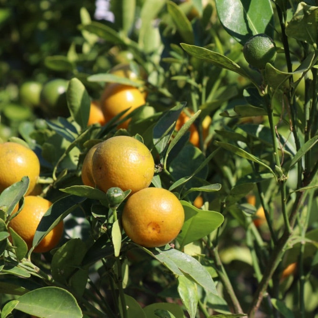 Westin Orange Tree (FL) - Cheeky Garden