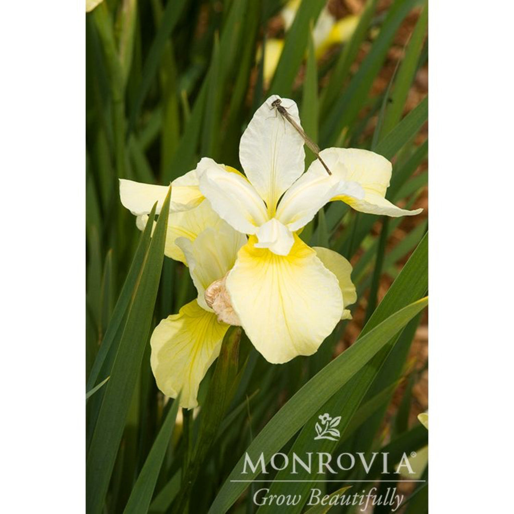 Butter & Sugar Siberian Iris