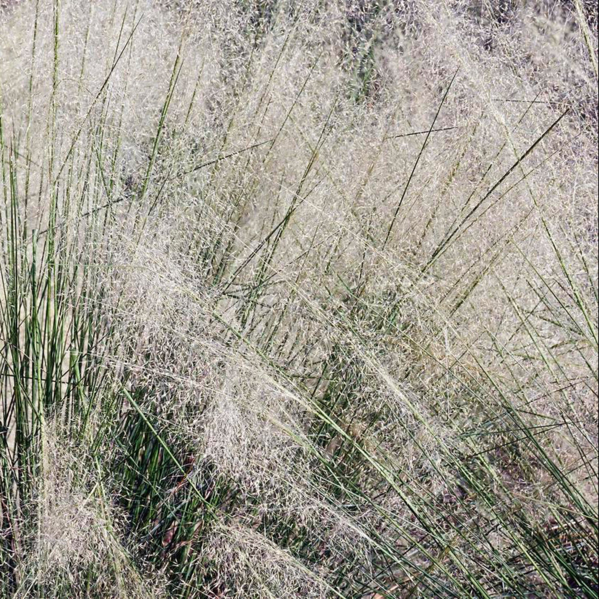 White Cloud Muhly Grass - Cheeky Garden