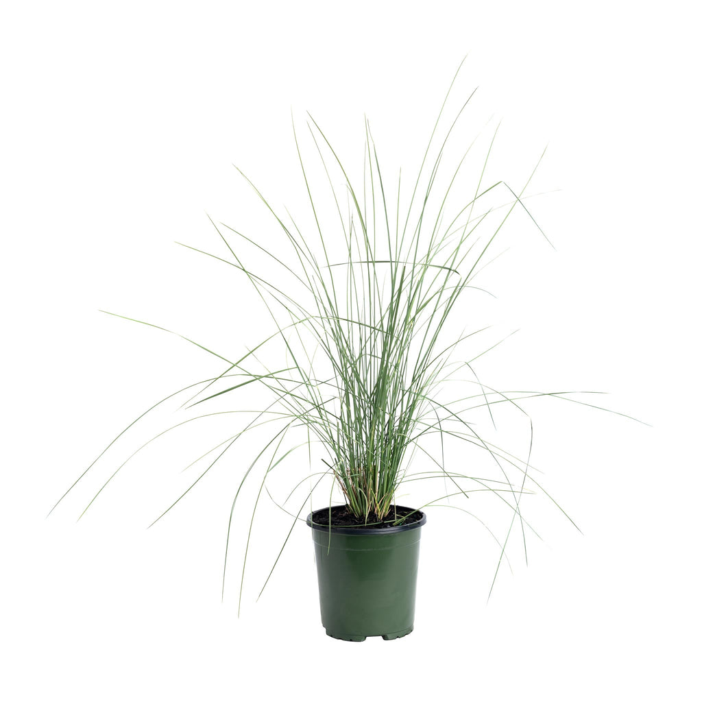 White Cloud Muhly Grass - Cheeky Garden