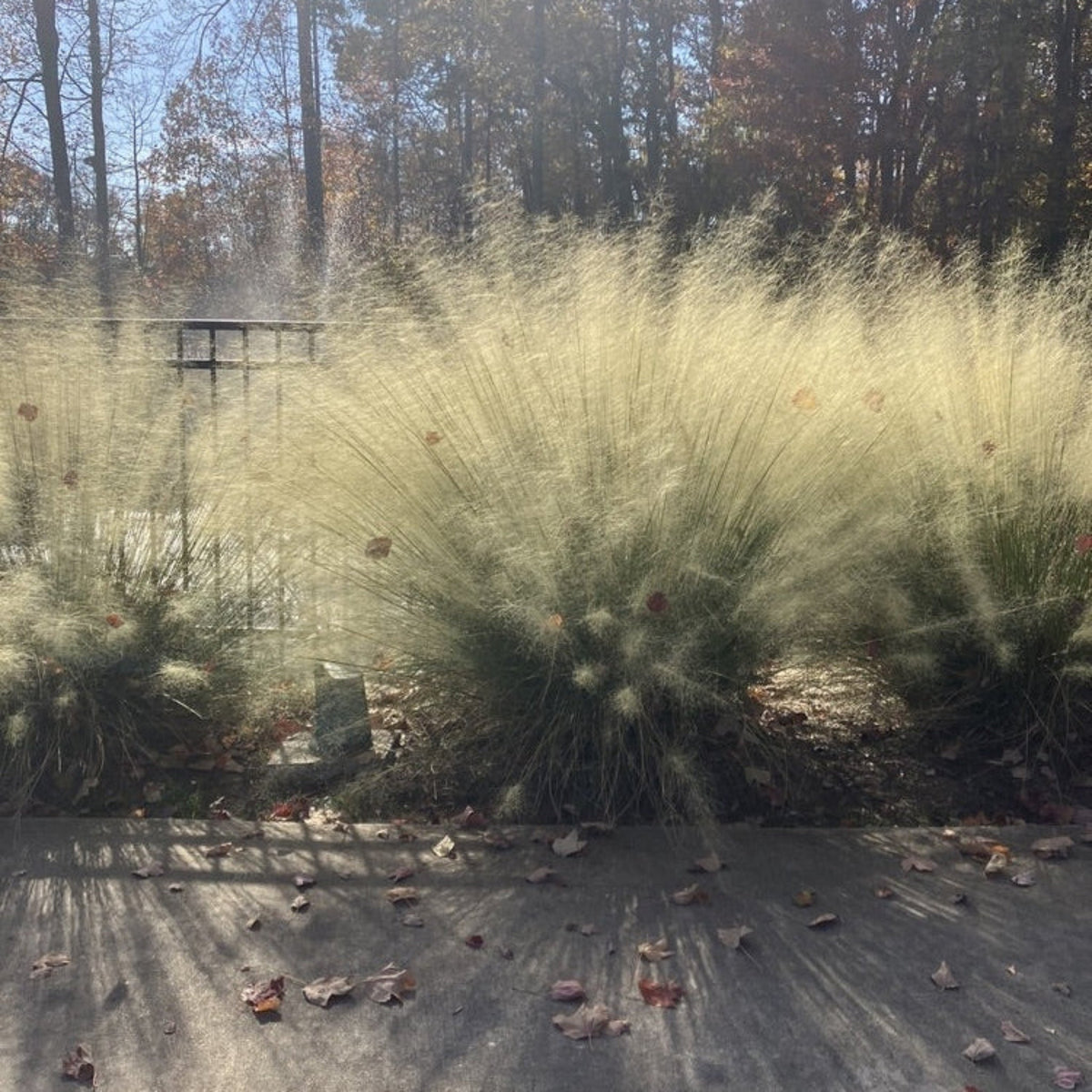 White Cloud Muhly Grass - Cheeky Garden
