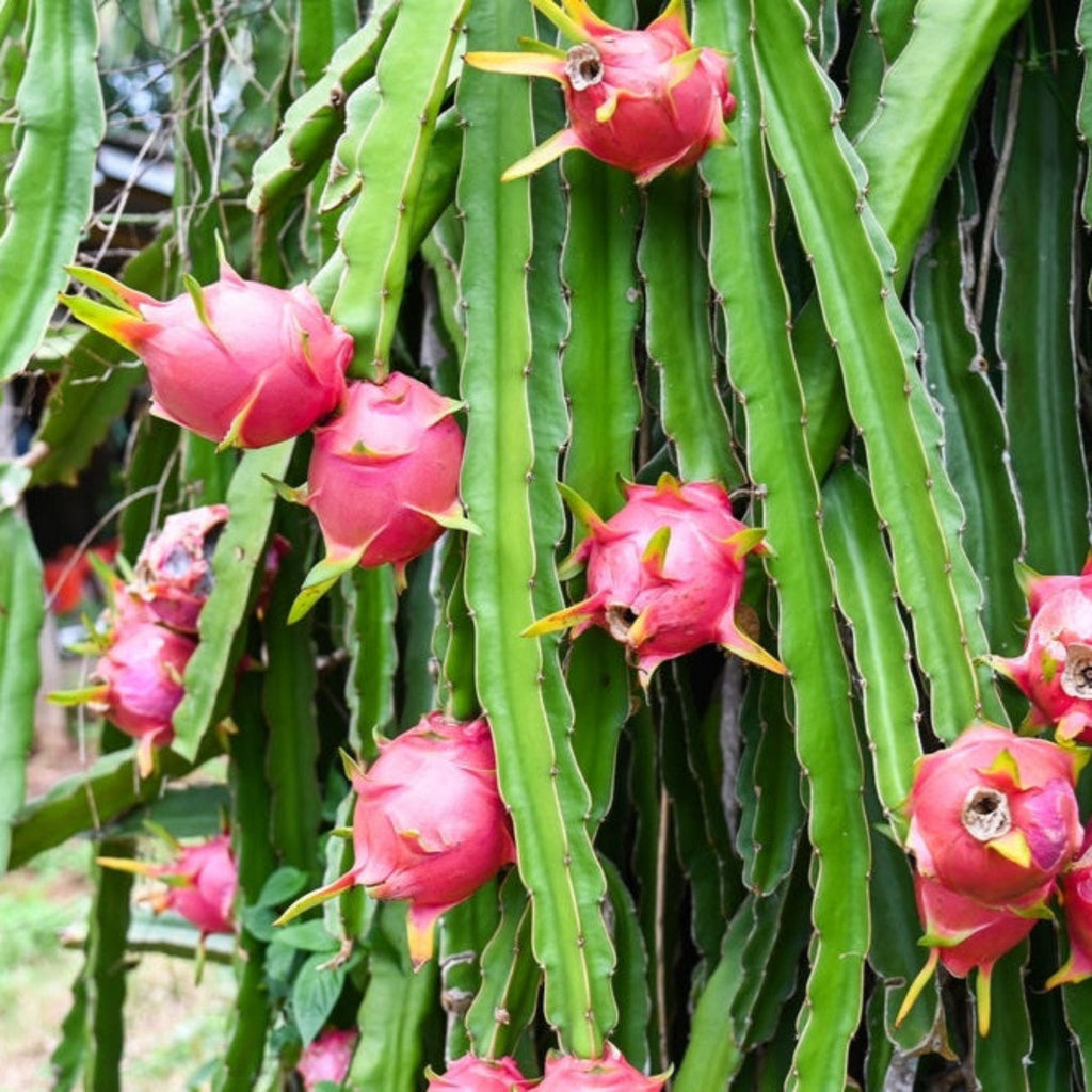 White Dragon Fruit Plant - Cheeky Garden
