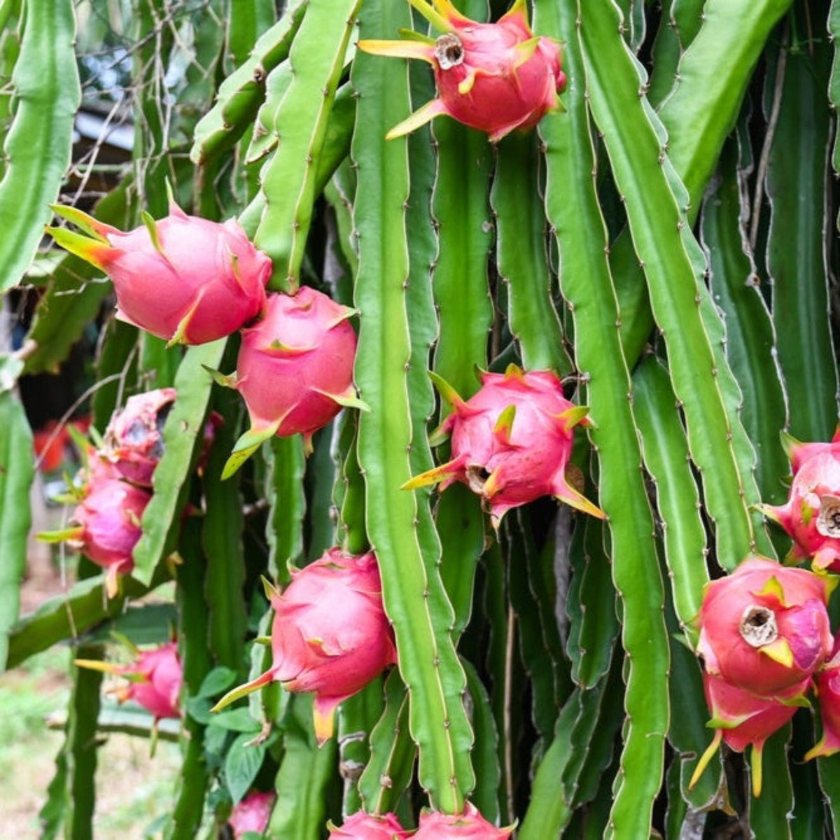 White Dragon Fruit Plant - Cheeky Garden