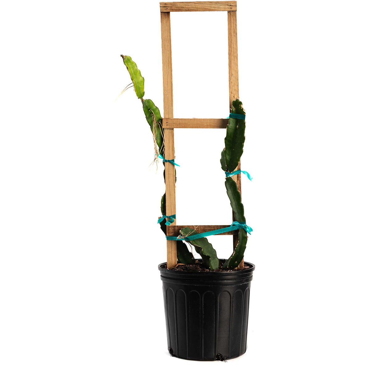 White Dragon Fruit Plant - Cheeky Garden