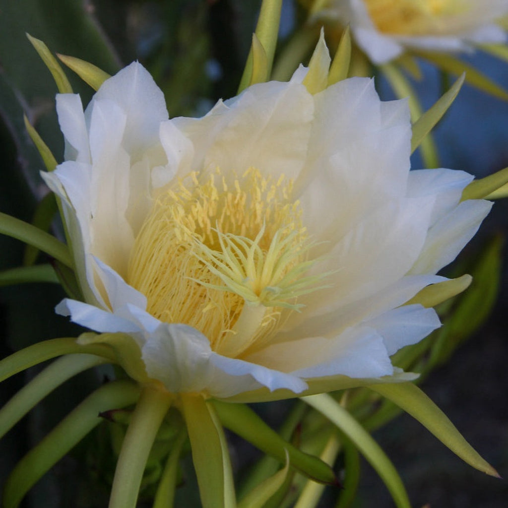 White Dragon Fruit Plant - Cheeky Garden
