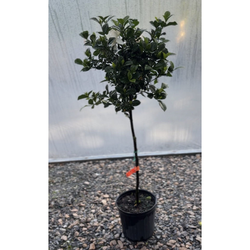 Gardenia Tree ‘Aimee’