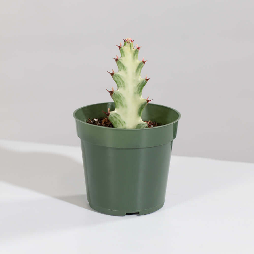 White Ghost Albo Succulent (Euphorbia Lactea ‘White Ghost’) - Cheeky Garden