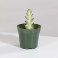 White Ghost Albo Succulent (Euphorbia Lactea ‘White Ghost’) - Cheeky Garden