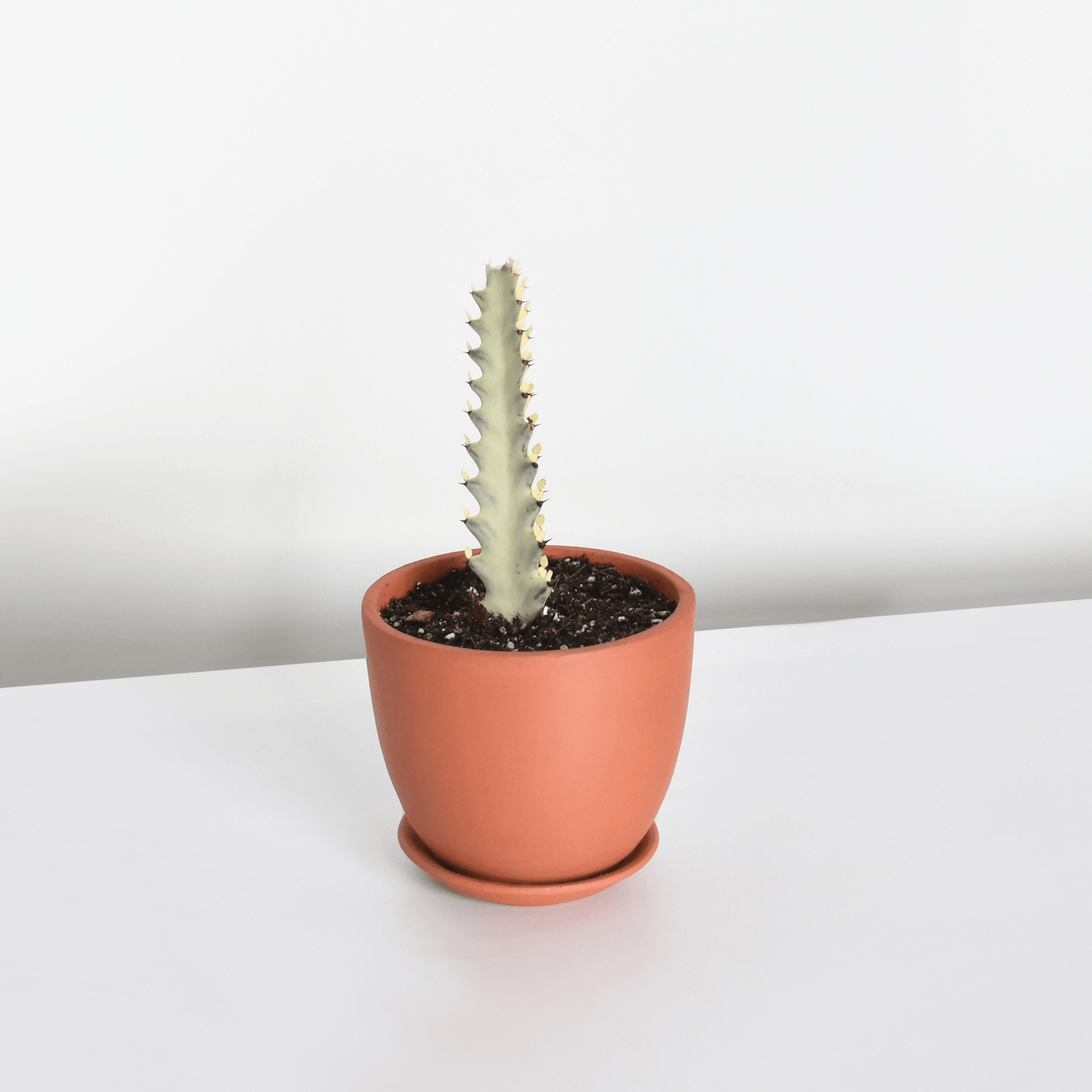 White Ghost Albo Succulent (Euphorbia Lactea ‘White Ghost’) - Cheeky Garden