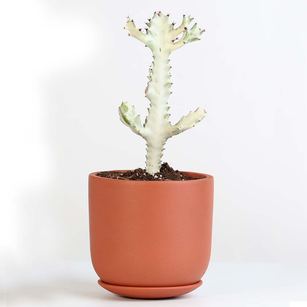 White Ghost Albo Succulent (Euphorbia Lactea ‘White Ghost’) - Cheeky Garden