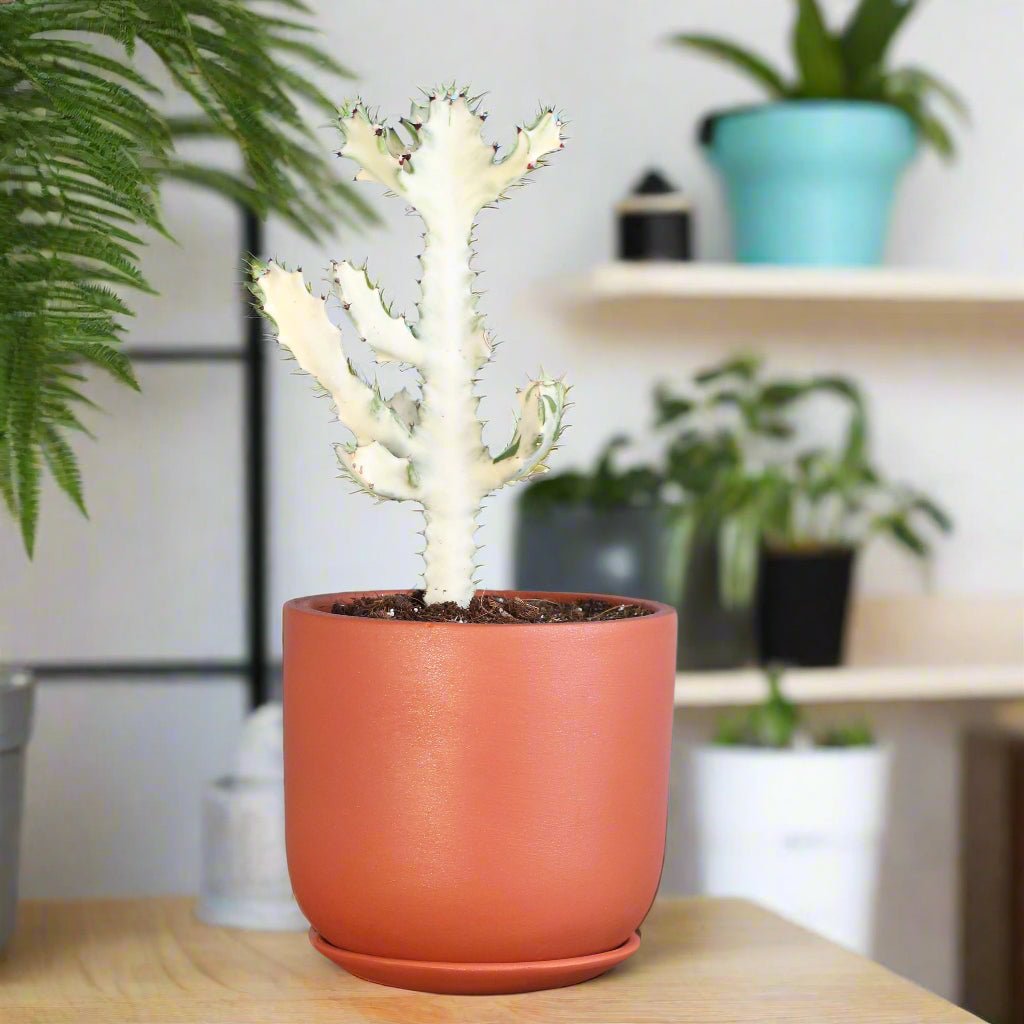 White Ghost Albo Succulent (Euphorbia Lactea ‘White Ghost’) - Cheeky Garden