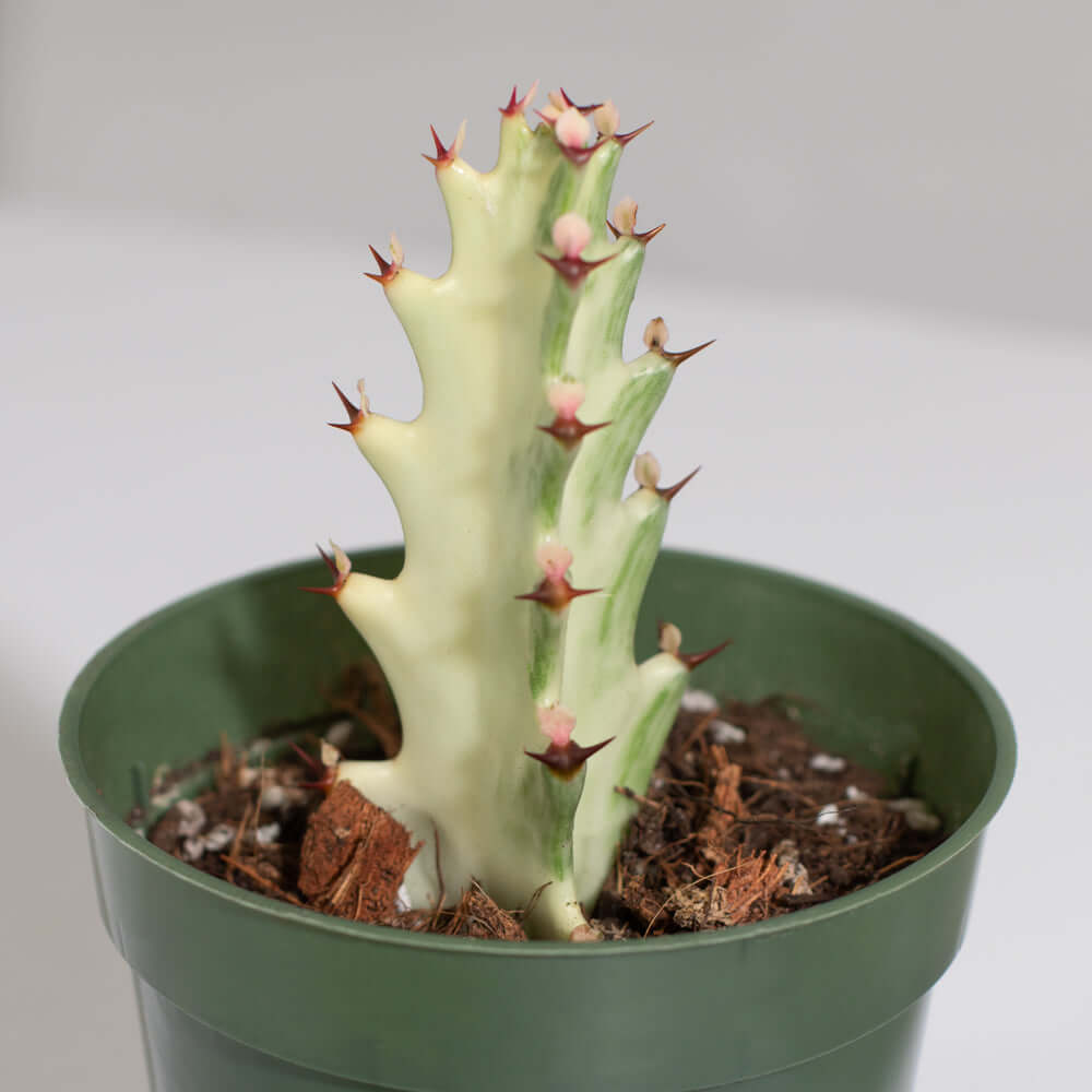 White Ghost Albo Succulent (Euphorbia Lactea ‘White Ghost’) - Cheeky Garden
