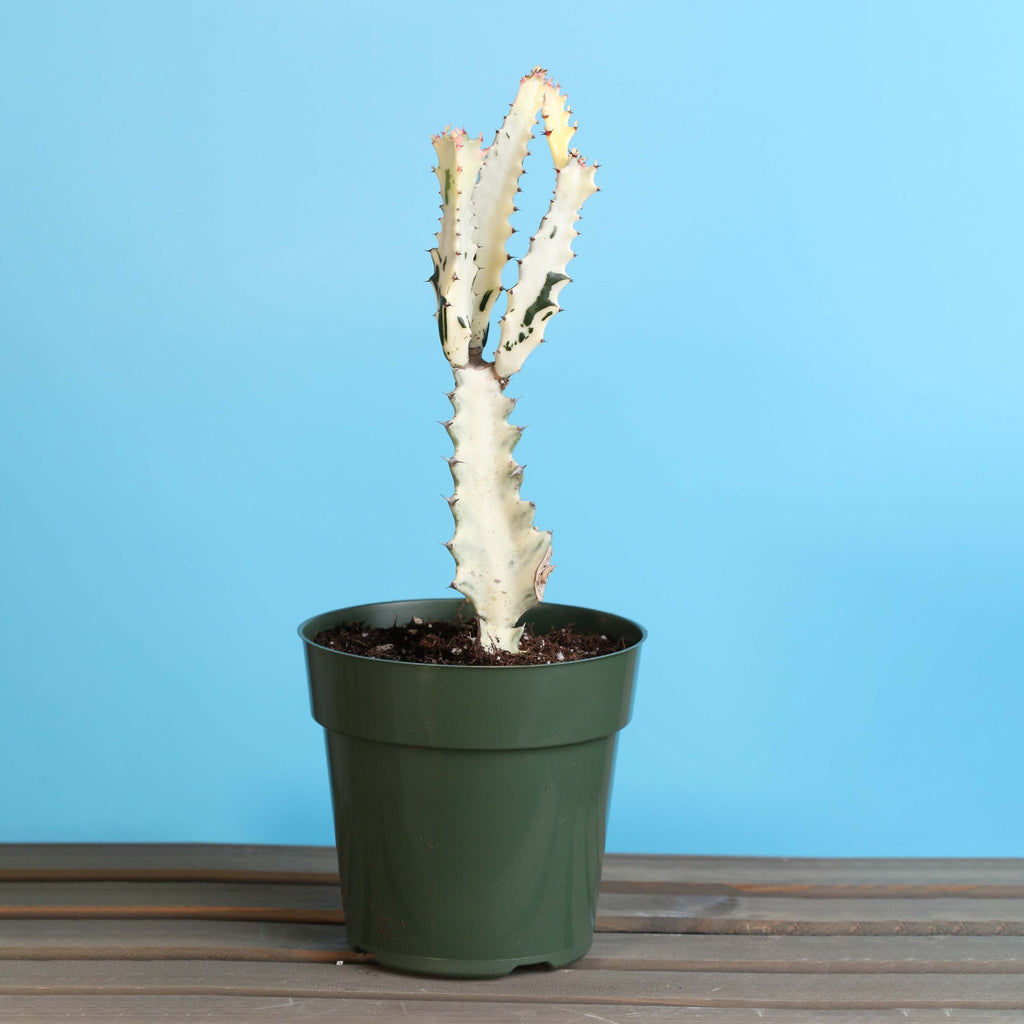 White Ghost Albo Succulent (Euphorbia Lactea ‘White Ghost’) - Cheeky Garden
