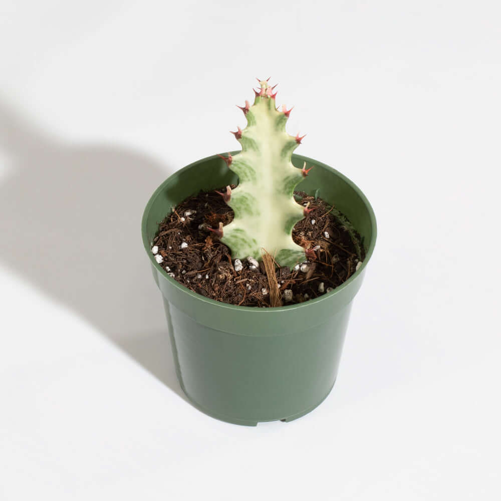 White Ghost Albo Succulent (Euphorbia Lactea ‘White Ghost’) - Cheeky Garden