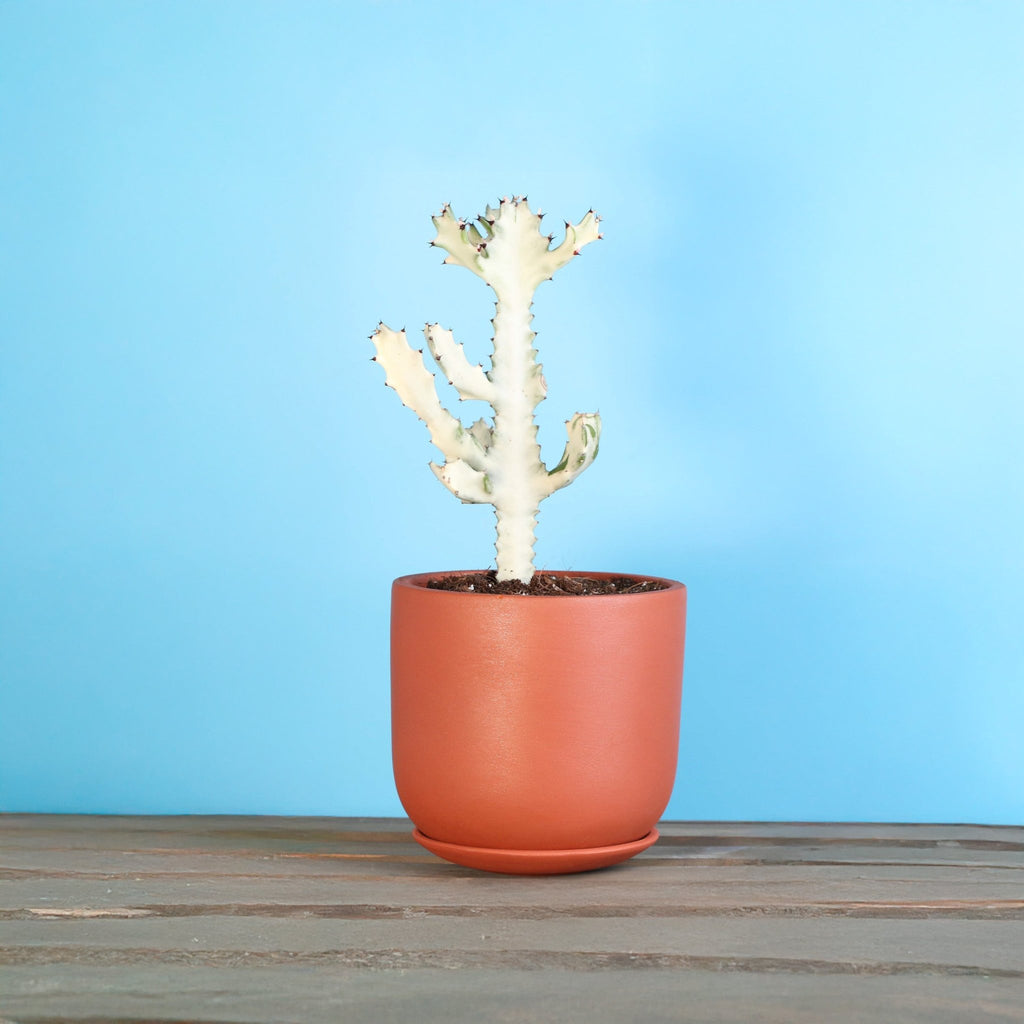 White Ghost Albo Succulent (Euphorbia Lactea ‘White Ghost’) - Cheeky Garden