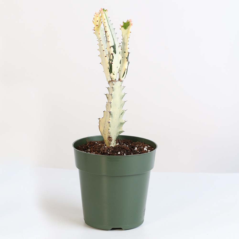 White Ghost Albo Succulent (Euphorbia Lactea ‘White Ghost’) - Cheeky Garden