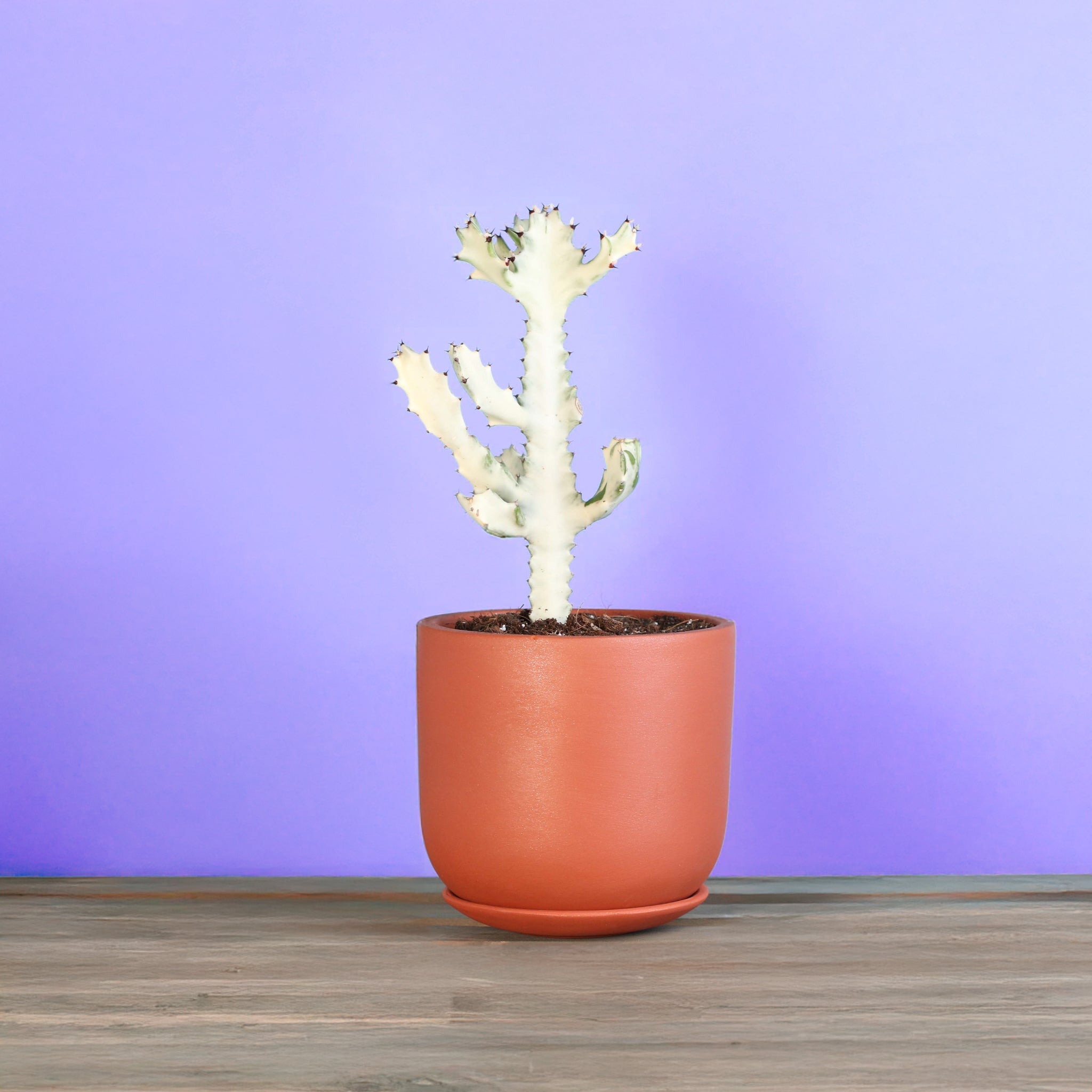 White Ghost Albo Succulent (Euphorbia Lactea ‘White Ghost’) - Cheeky Garden