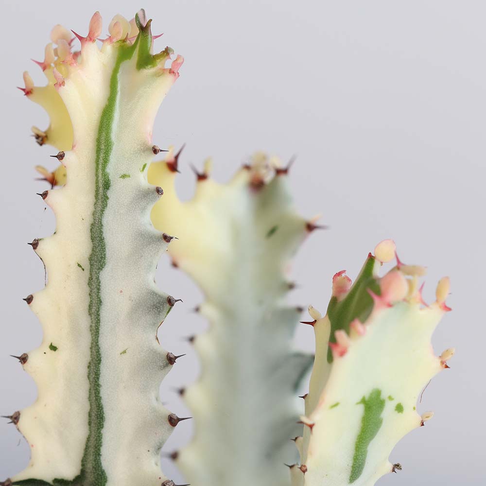 White Ghost Albo Succulent (Euphorbia Lactea ‘White Ghost’) - Cheeky Garden