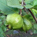 White Guava Tree - Cheeky Garden