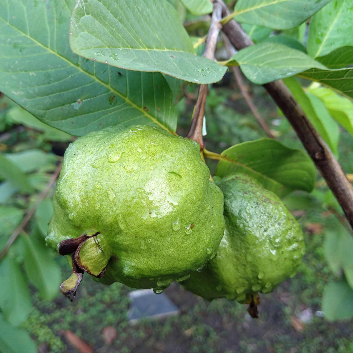 White Guava Tree - Cheeky Garden