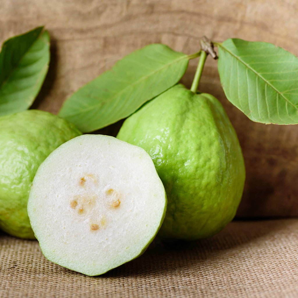 White Guava Tree - Cheeky Garden