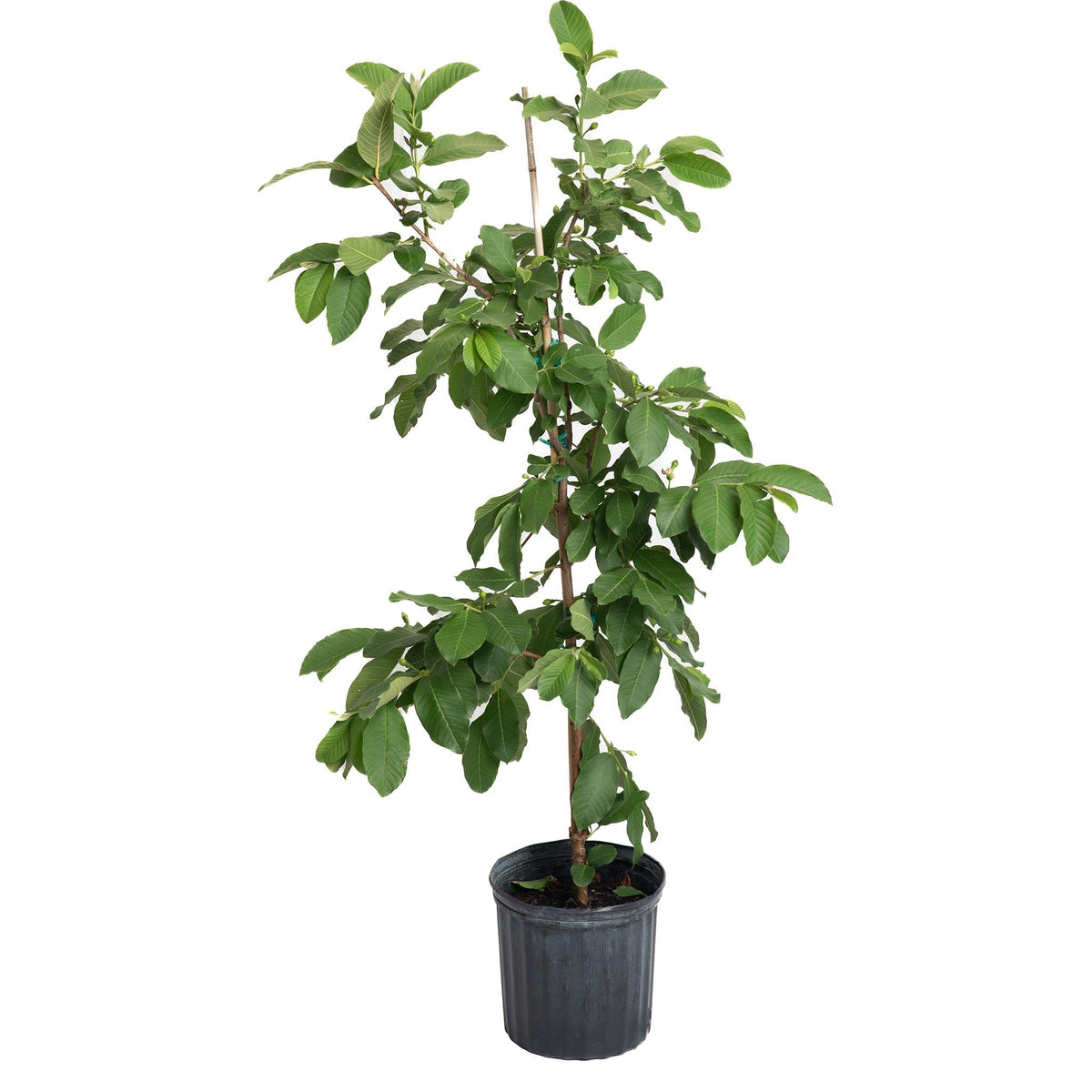 White Guava Tree - Cheeky Garden