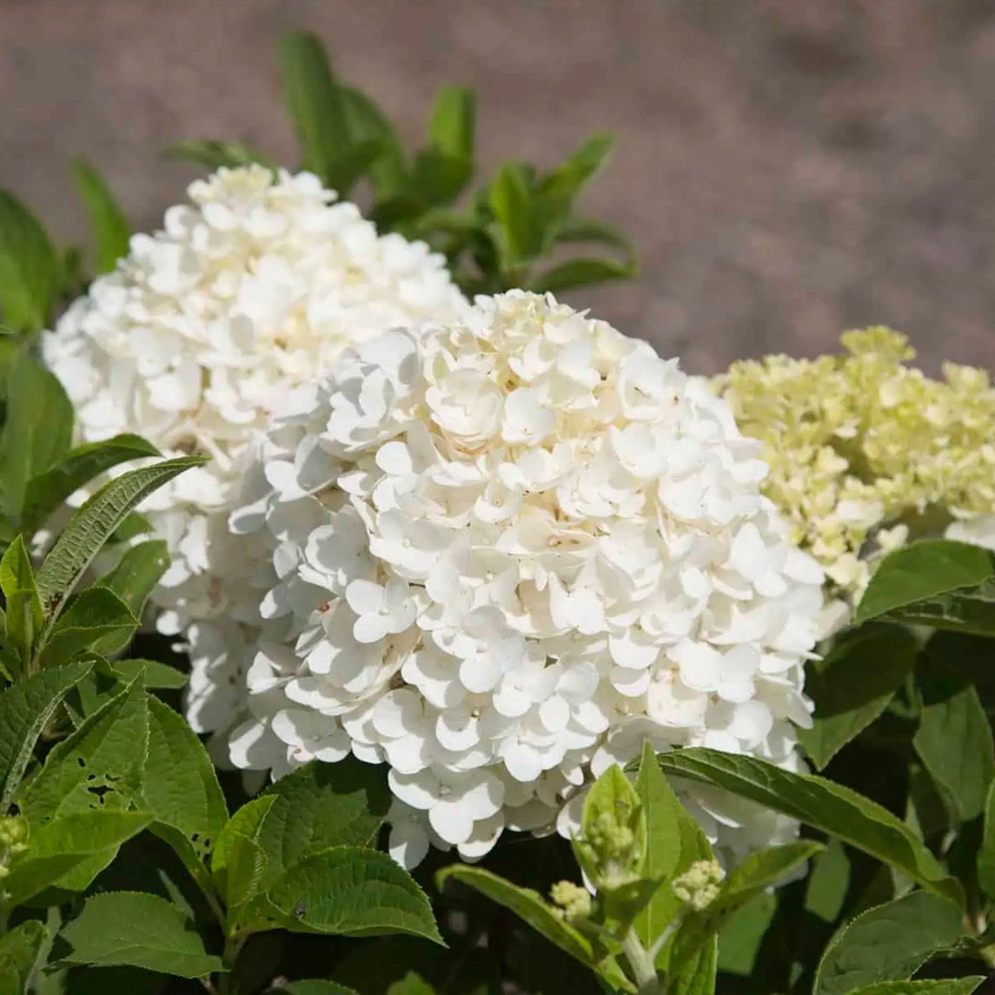 White Wedding Hydrangea - Cheeky Garden