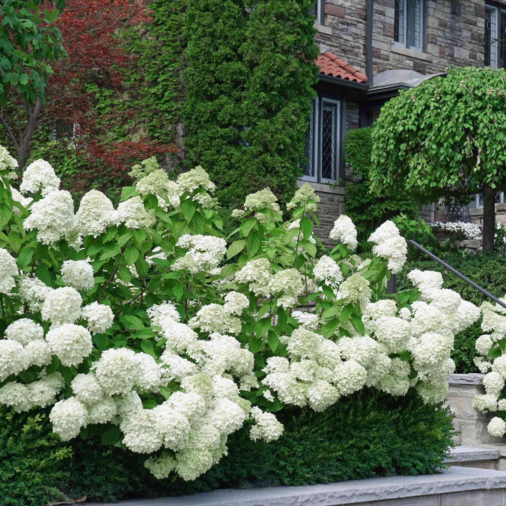 White Wedding Hydrangea - Cheeky Garden
